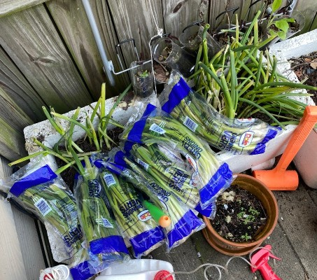 Twelve bags' worth of scallions piled up beside the planters