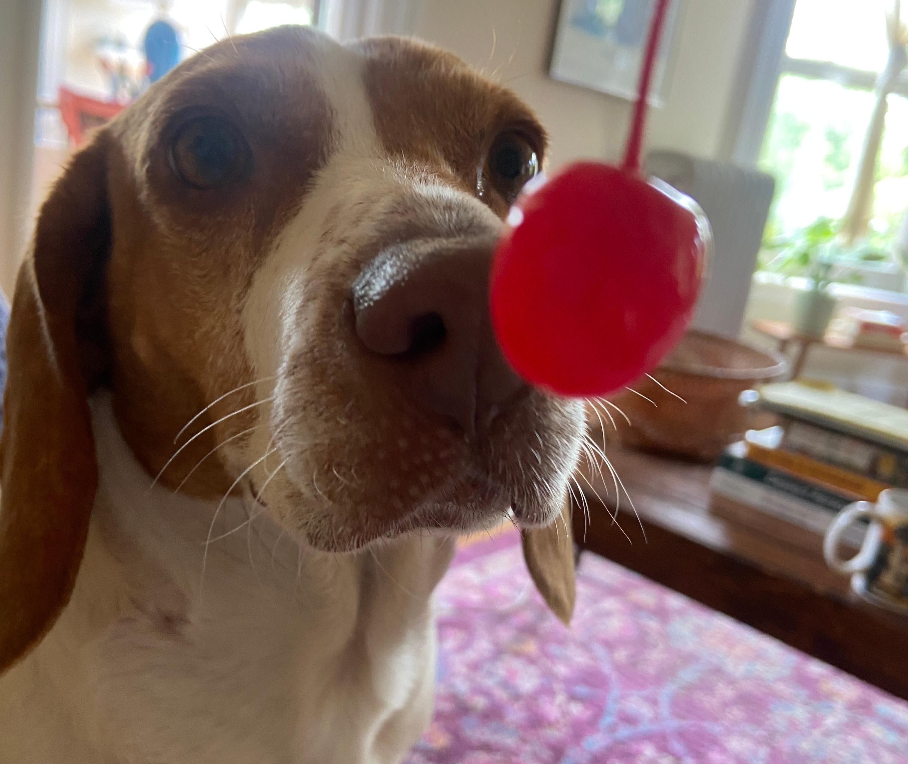 Beagle sniffs maraschino cherry