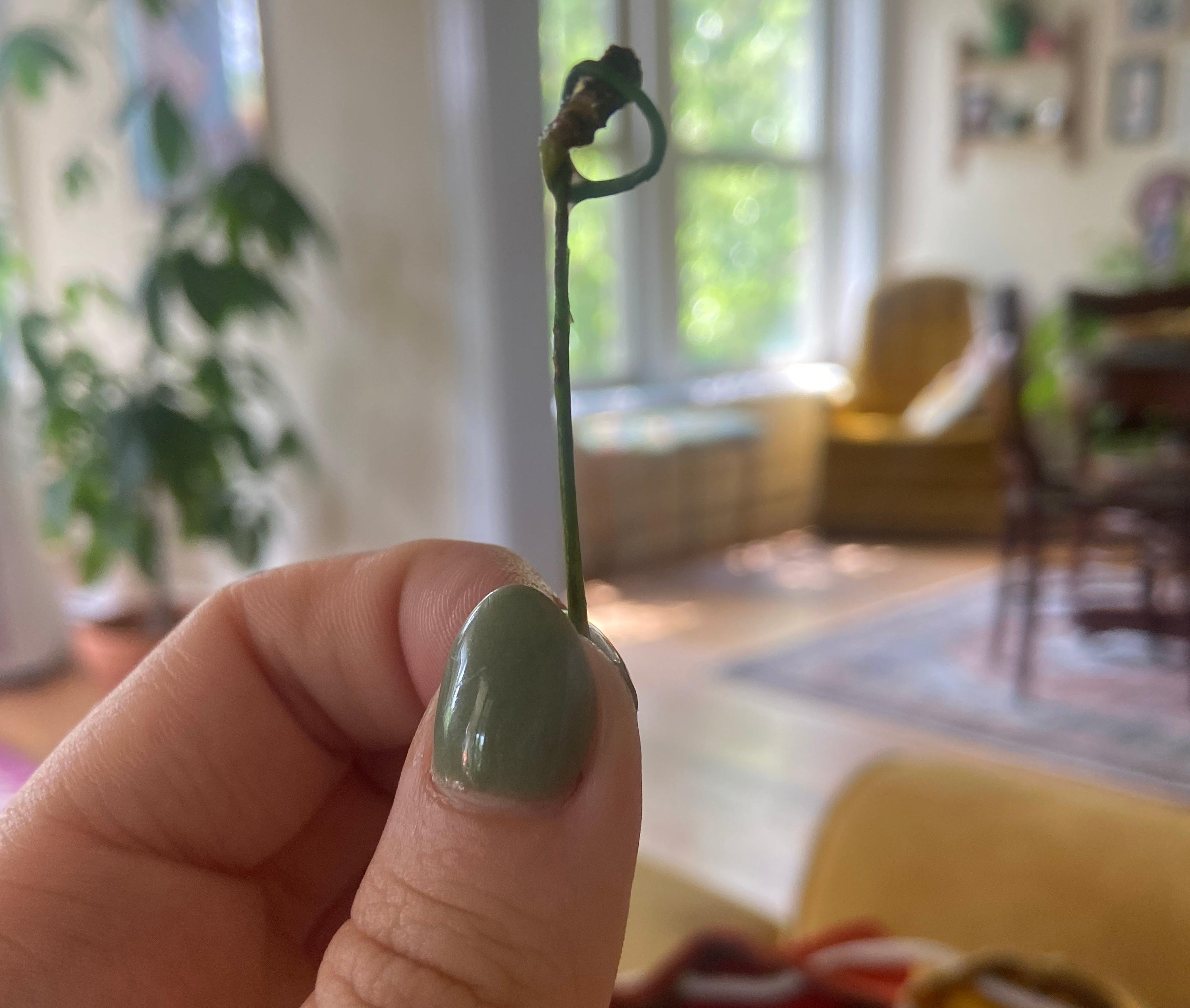 Author holding up a loosely tied cherry stem