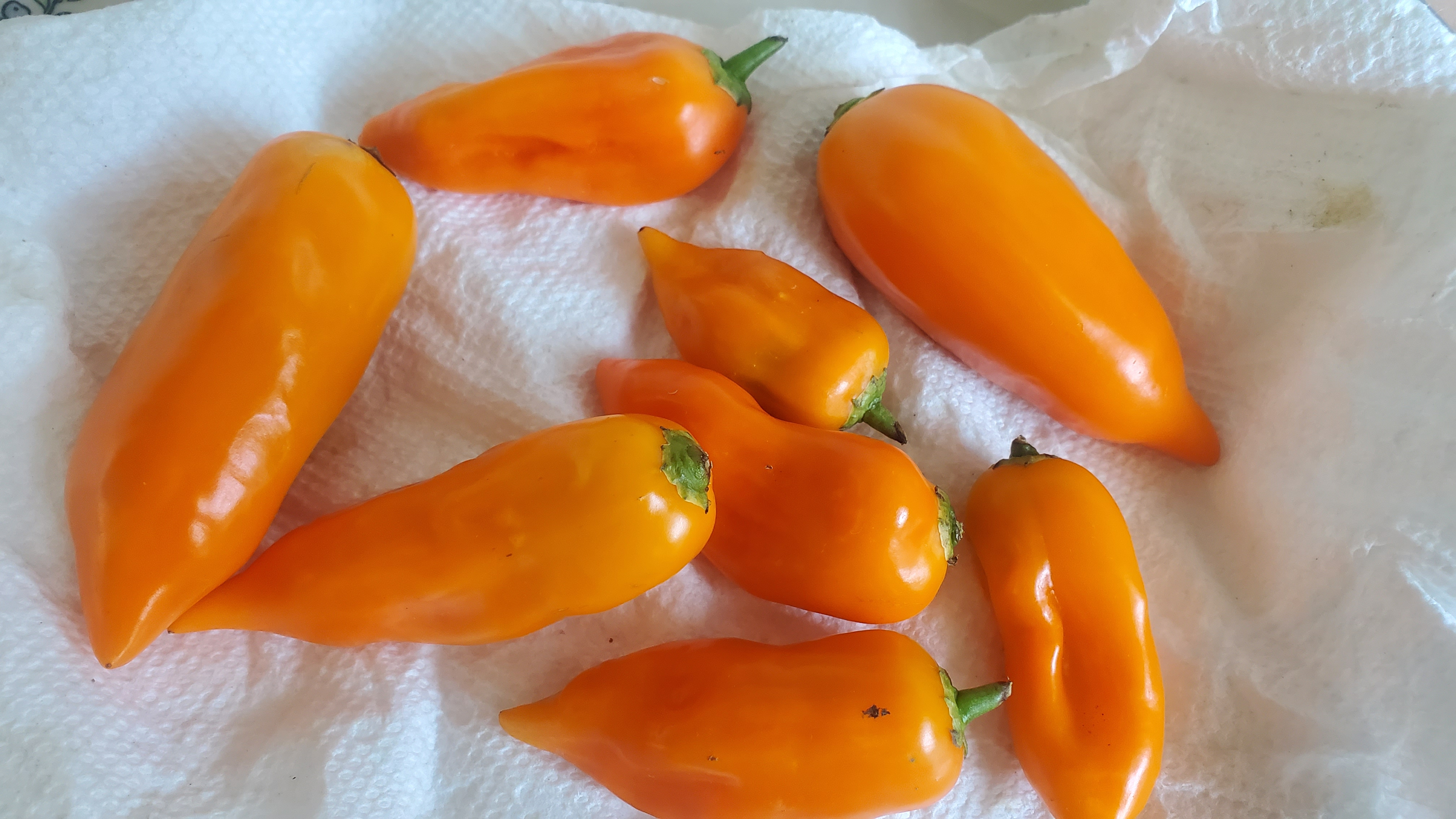 A pile of fresh aji amarillos on a paper towel