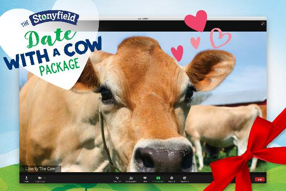 Graphic of cow on Zoom meeting screen