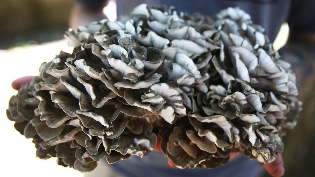 hen of the woods