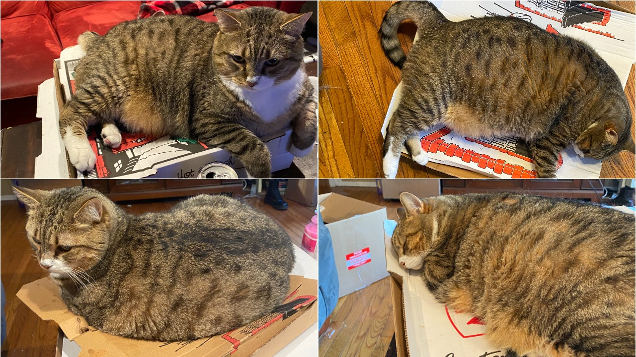 Four different images of a cat lying on different pizza boxes