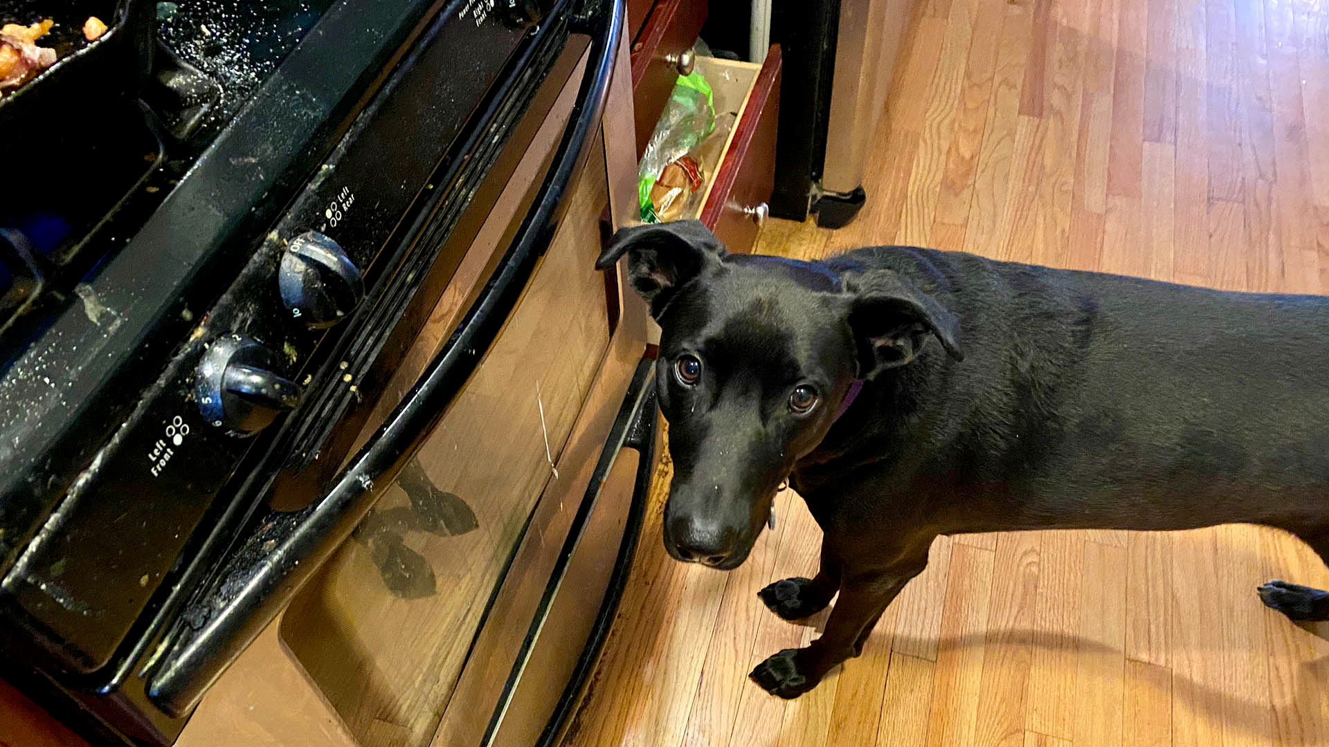 A black dog standing in front of a stove