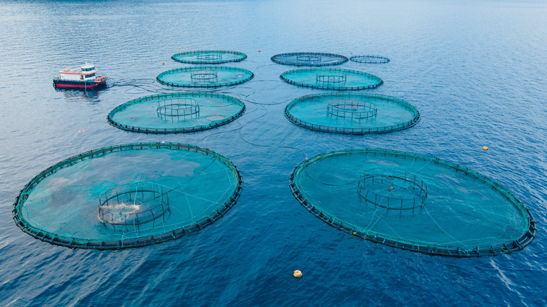 Boat near a fish farm with multiple enclosures on the water