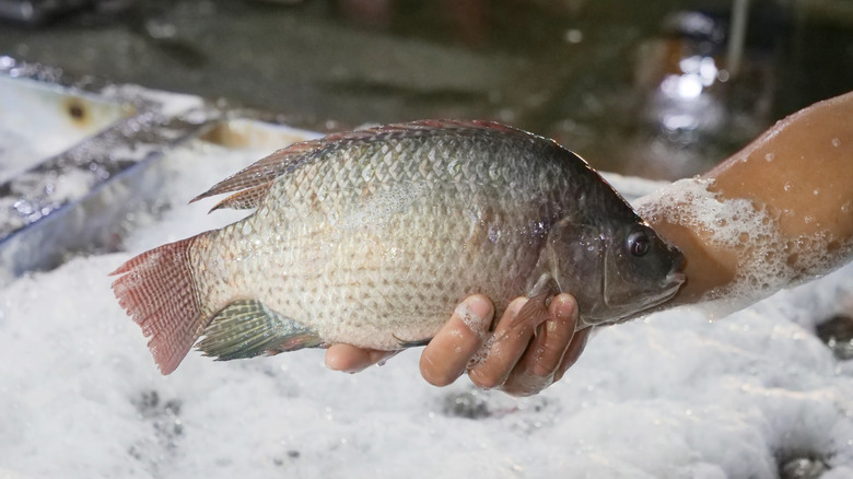 A soapy hand holding fresh tilapia