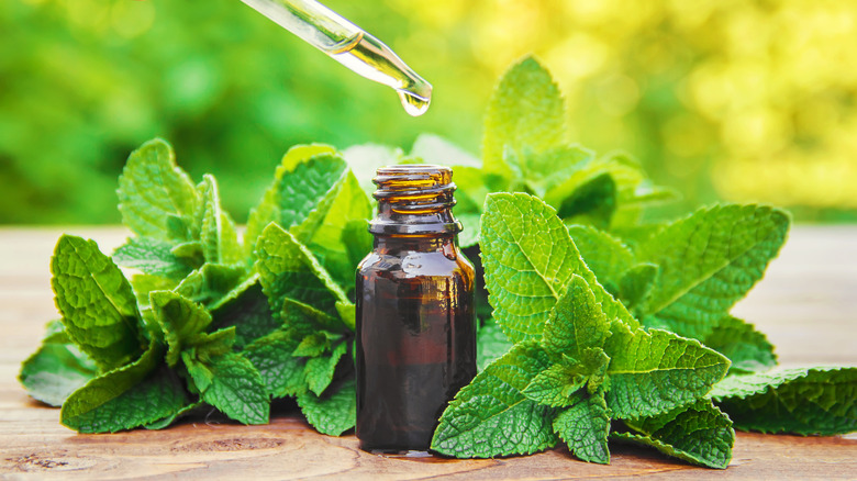 A jar of peppermint extract surrounded by mint leaves