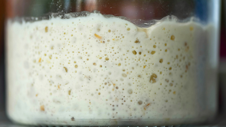 Close up of sourdough starter in a glass jar