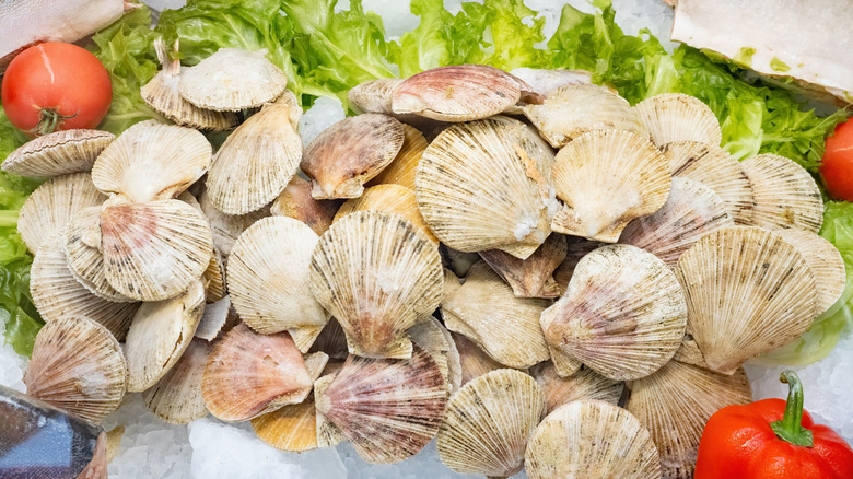 Fresh scallops in shells on ice