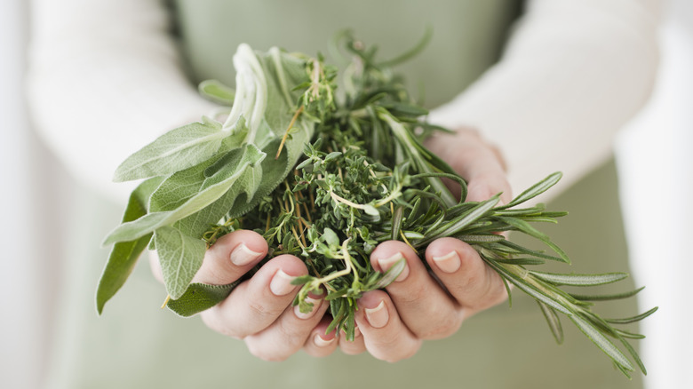 Person displaying fresh herbs in hands