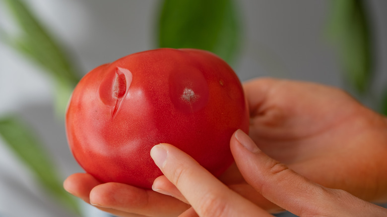 Hands holding a soft, bruised tomato