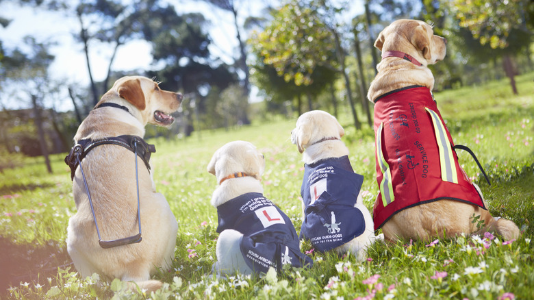 Four service dogs with their backs to the camera