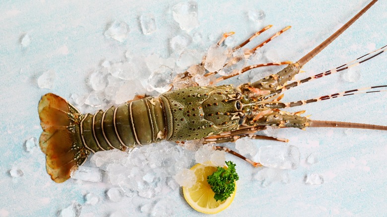 spiny lobster on ice