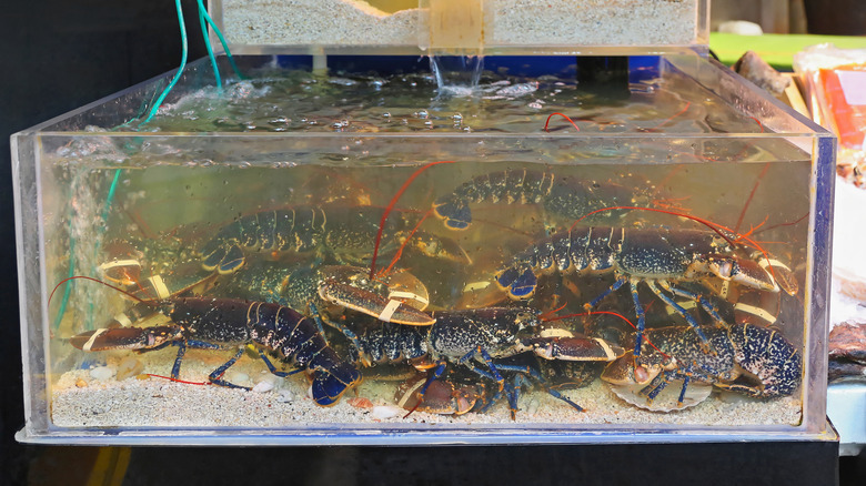 live lobster tank at seafood market