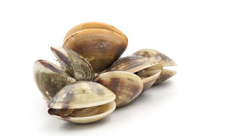 pile of fresh clams partially open