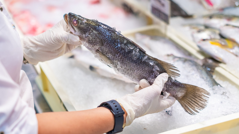 gloved hands hold seafood above ice for inspection at market