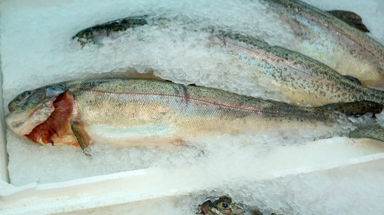 gloved hands hold whole fish at market