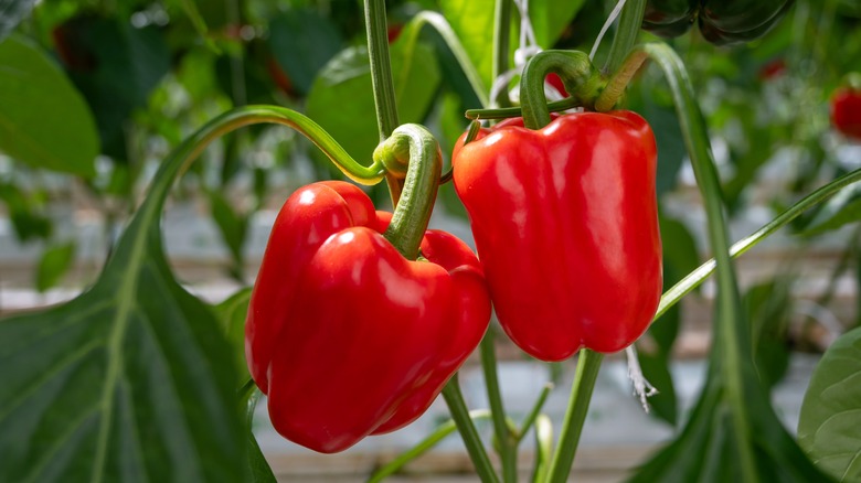 red bell pepper growing outdoors