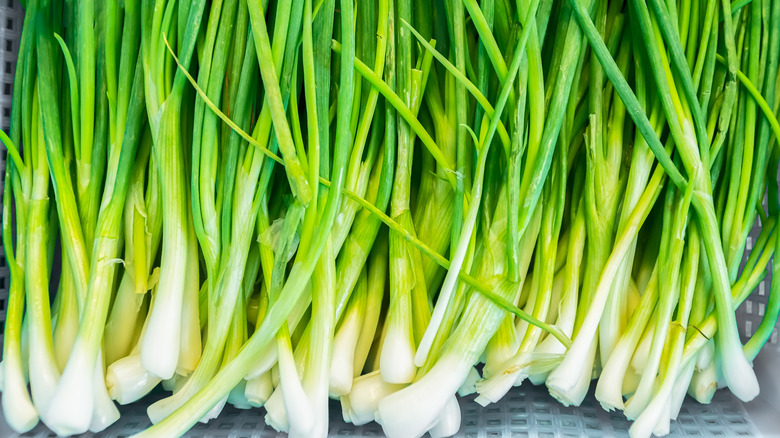 green onions close up