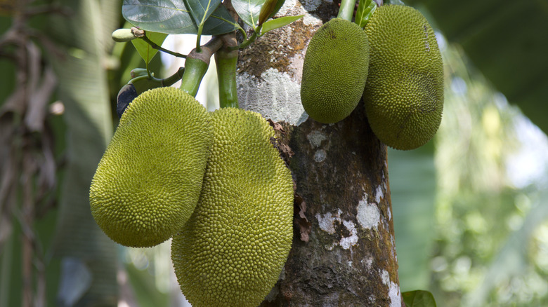 Jackfruits on a tree