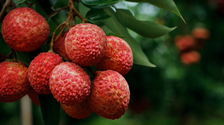 Lychees on a tree