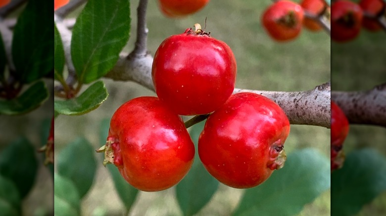 Mayhaw berries on a tree