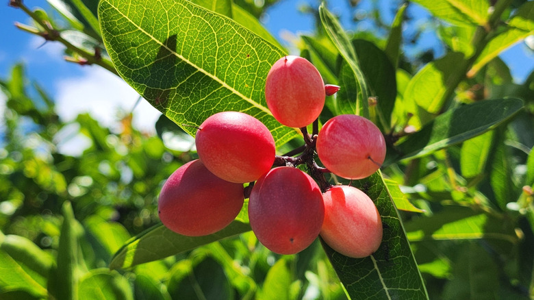 Miracle fruits on a tree