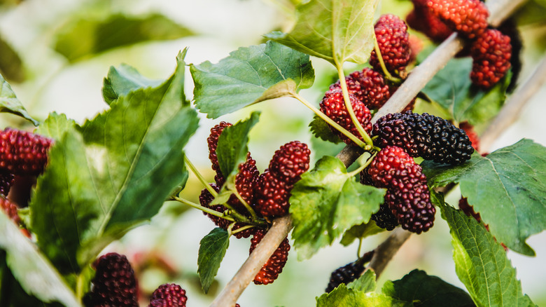 Mulberries on a tree