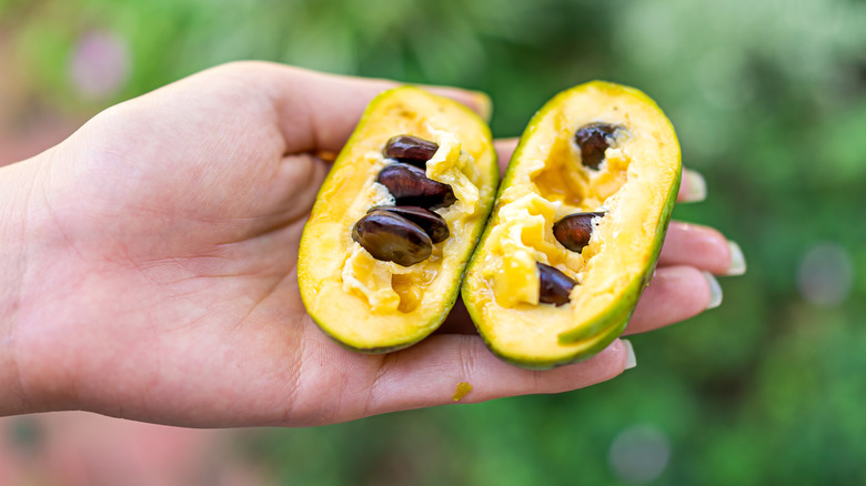 Pawpaw fruit held in hand