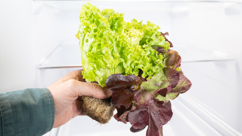 Person holding lettuce in front of fridge