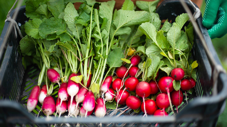 bunches of radishes