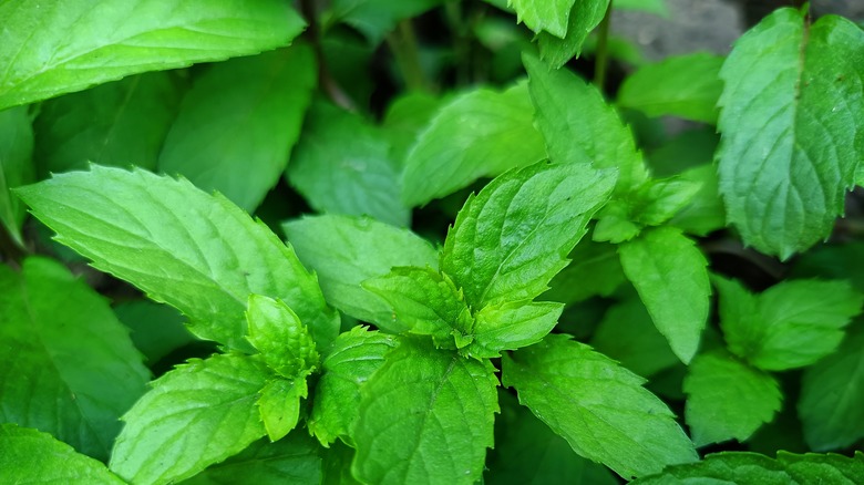 A bunch of mint sprigs