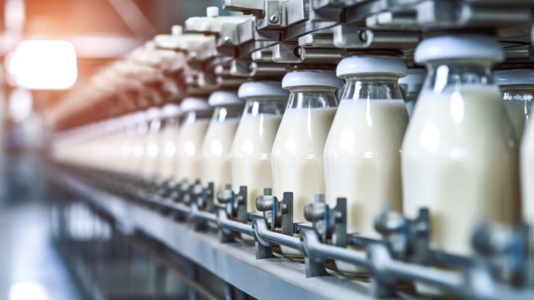 Milk on a conveyor belt 