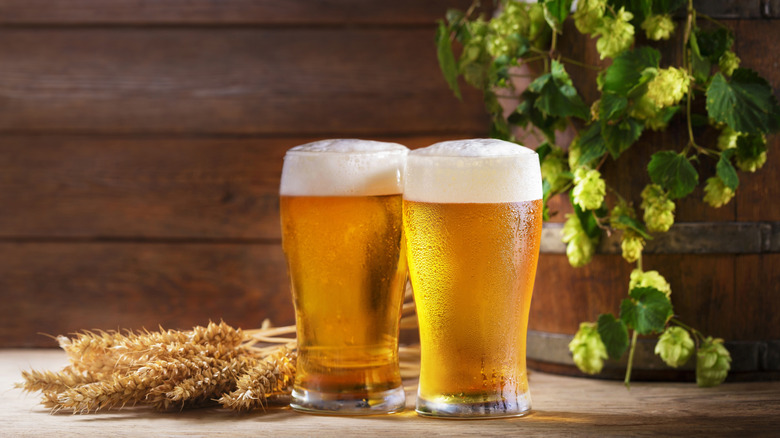 Two pints of beer by wheat and hops