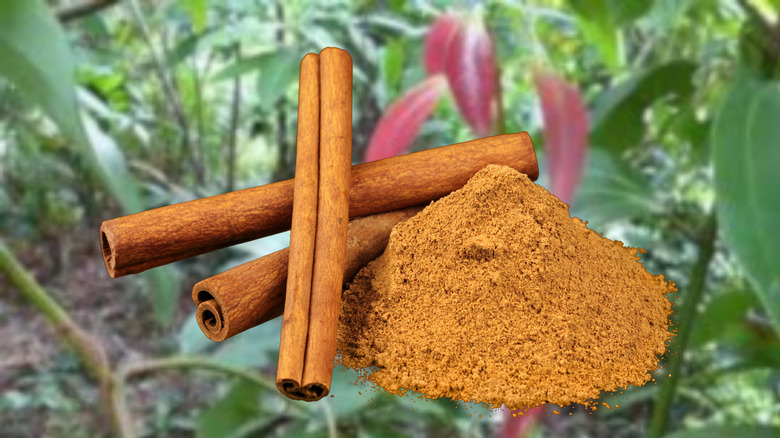 cinnamon sticks and powder against a background of green leaves