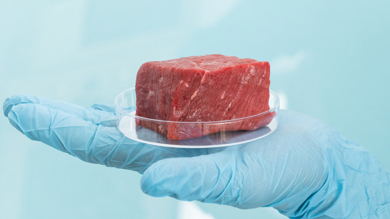 Gloved hand holding slab of meat in petri dish