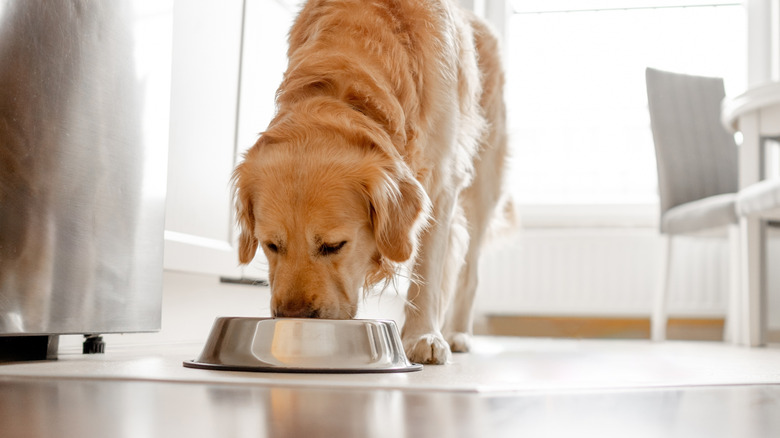 Golden retriever eating from bowl