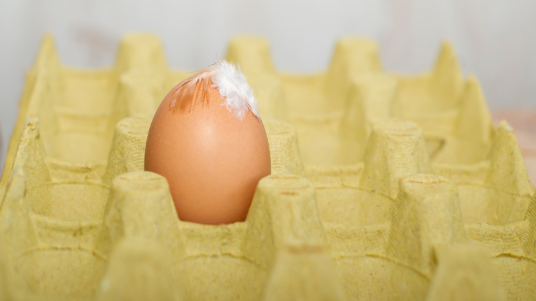 single egg with a feather stuck to it in an otherwise empty carton