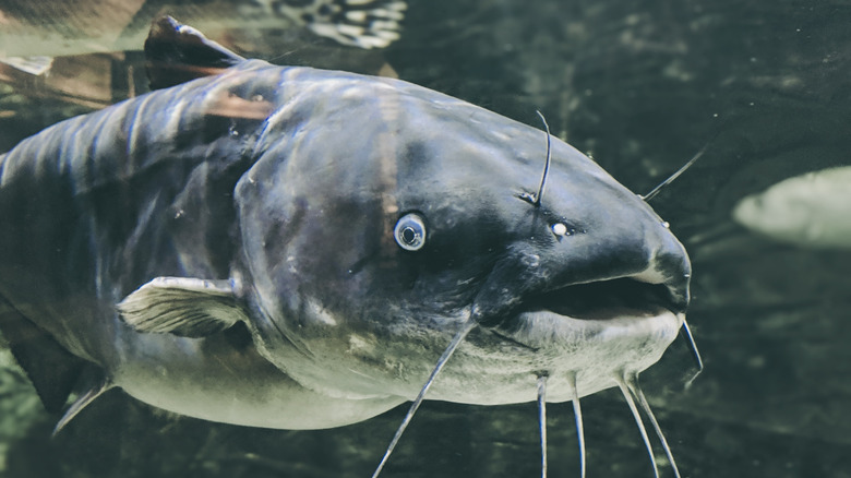 Catfish swimming