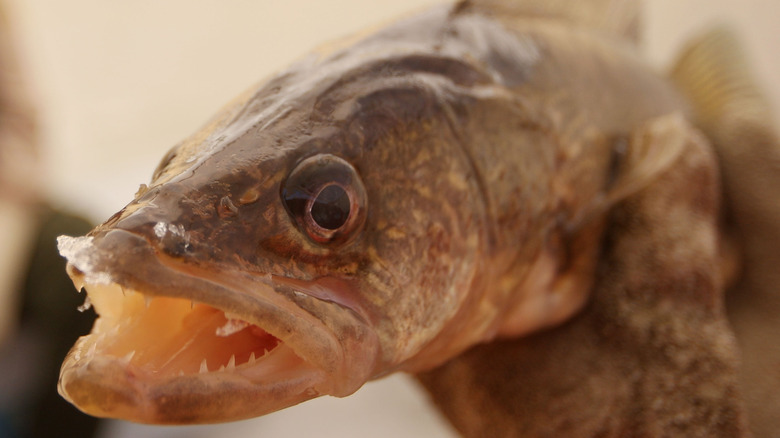 walleye fish showing teeth