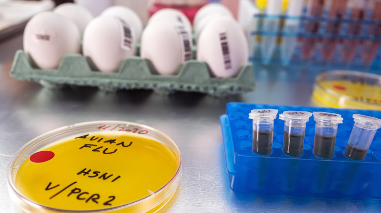 Tested eggs sit behind a culture dish with avian flu written on it