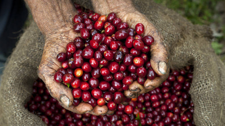 A person holding some coffee cherries.