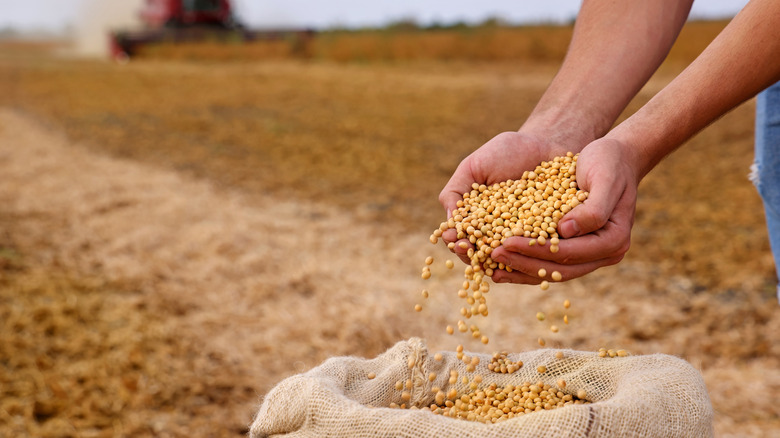 A person holding a handful of grains.