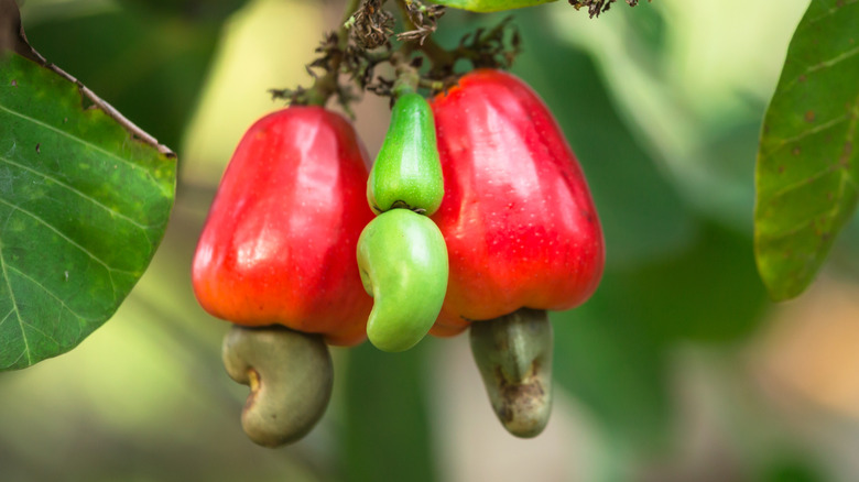 the false fruit of a cashew tree with the drupe attached