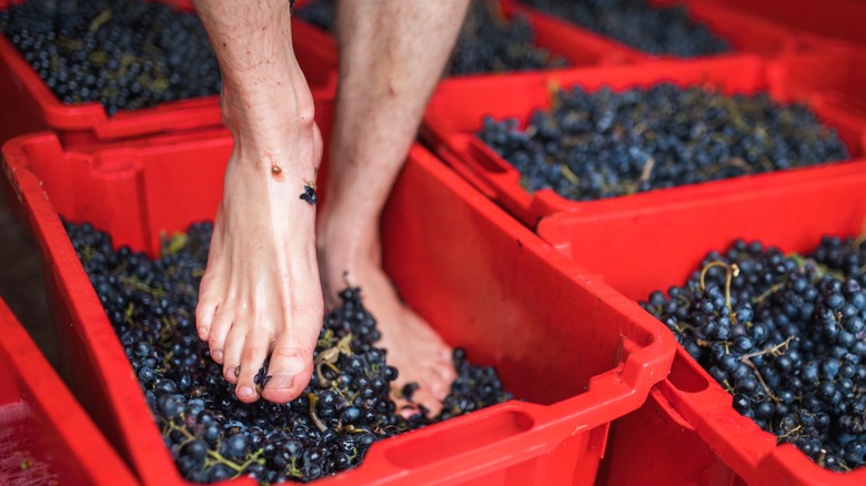 A barefoot person stomping on purple grapes in a red basin.