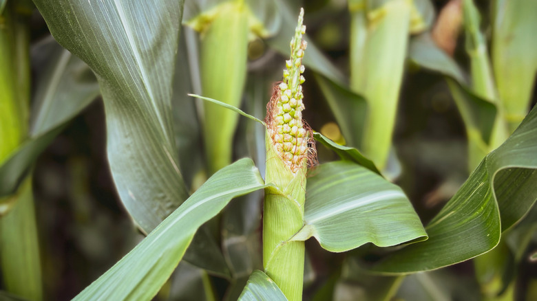 baby corn in field