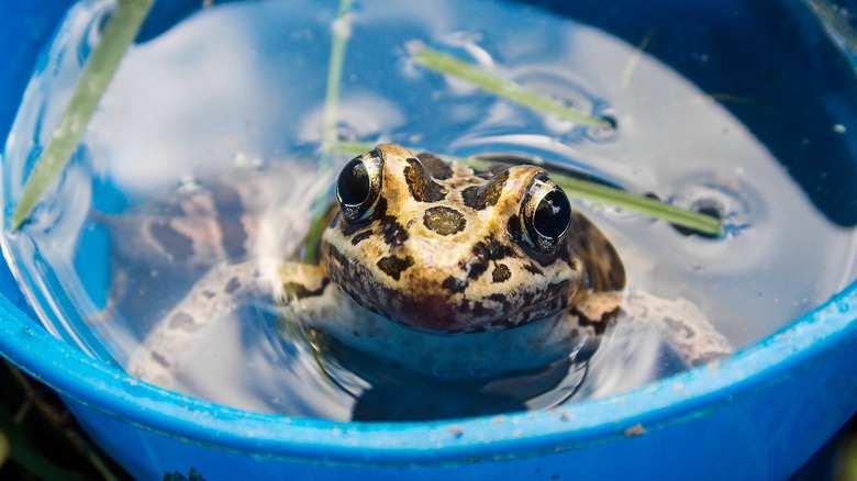 Frog in a blue bucket