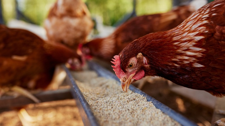 chickens eating grains