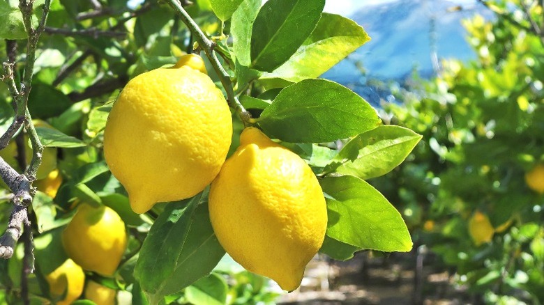 Lemons growing outdoors on a lemon tree