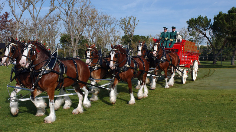 Budweiser Clydesdales and carriage with drivers and dog